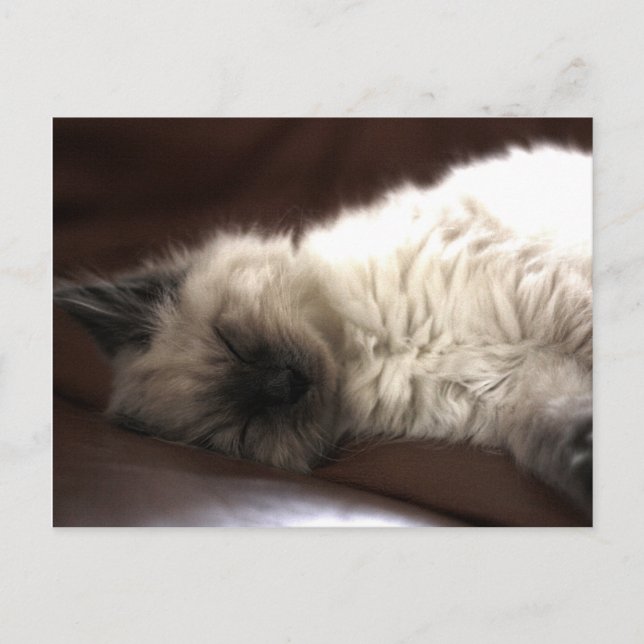 Kattunge/Kitten Postcard (Front)