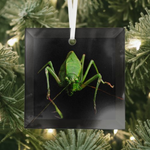 Katydid Beveled Glass Ornament