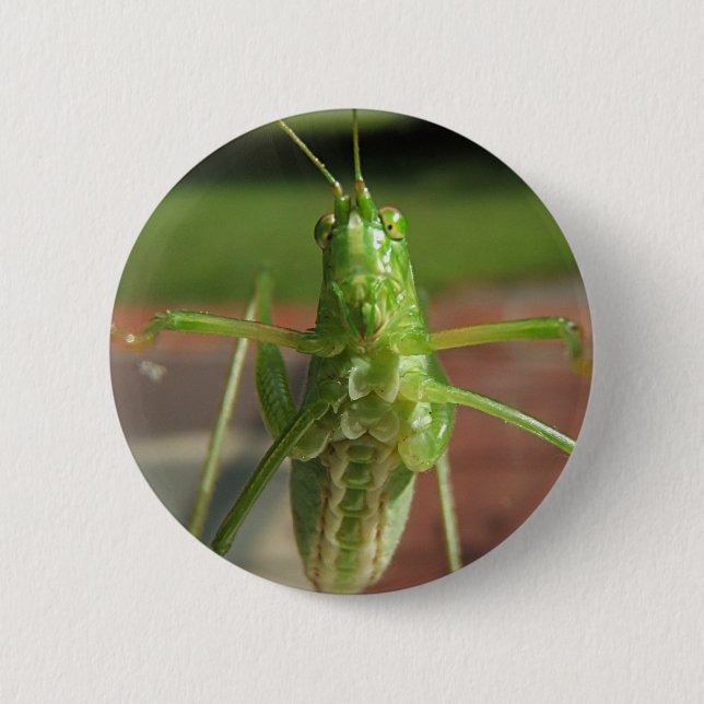 Katydid ~ button (Front)