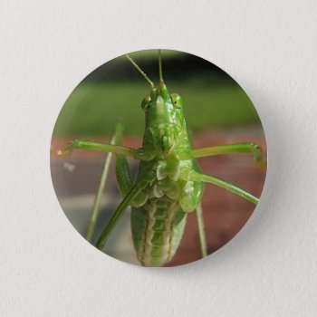 Katydid ~ Button by Andy2302 at Zazzle