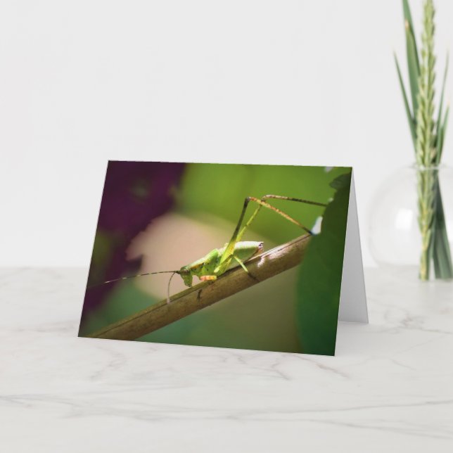 Katydid, card (Front)
