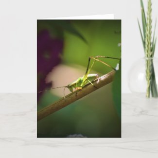 Katydid, card