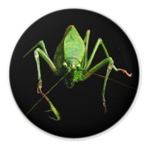 Katydid Ceramic Knob