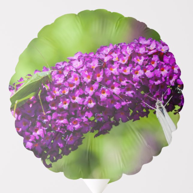 katydid energy balloon (Front)