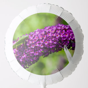 katydid energy balloon