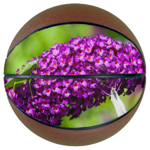 katydid energy basketball
