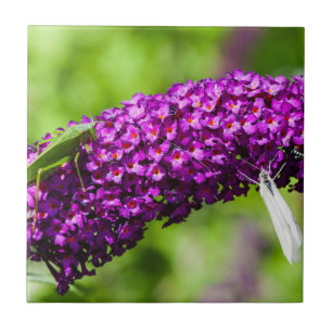 katydid energy ceramic tile