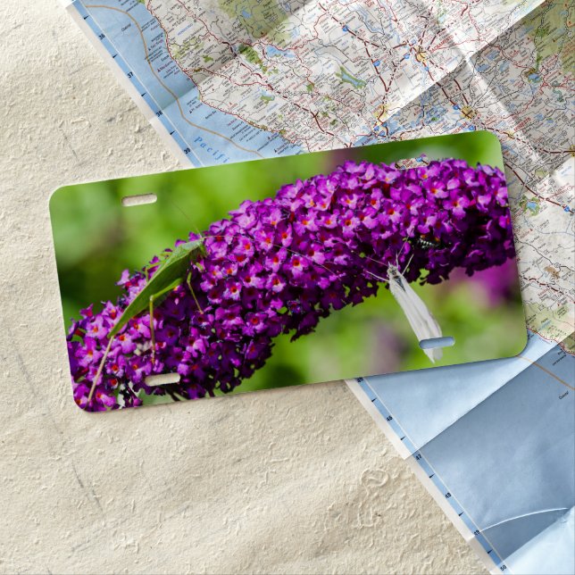 katydid energy license plate (In Situ)