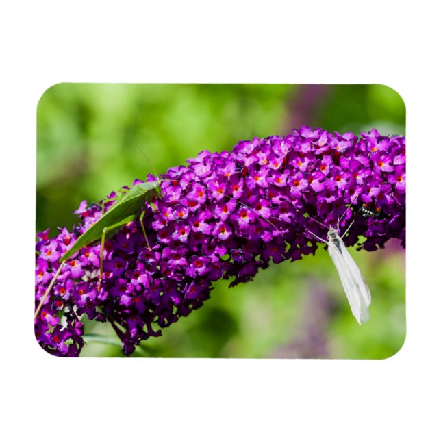 katydid energy magnet (Horizontal)