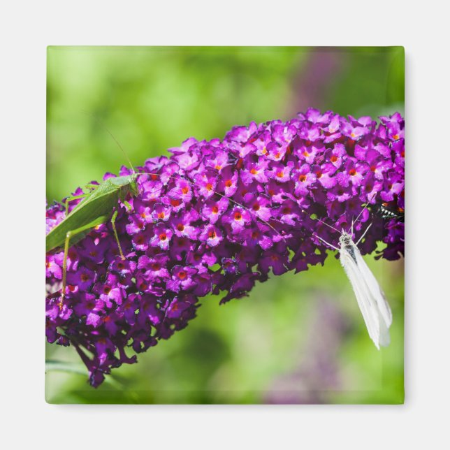 katydid energy magnet (Front)