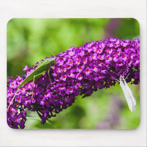 katydid energy mouse pad