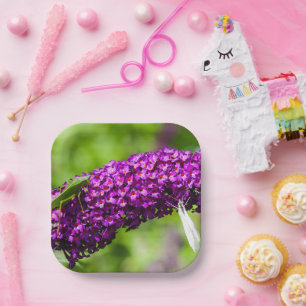 katydid energy paper plates