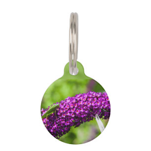 katydid energy pet ID tag