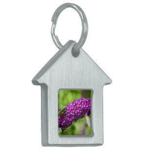 katydid energy pet ID tag