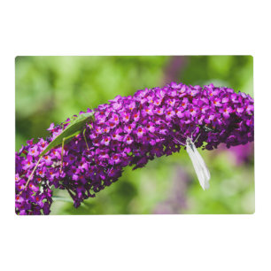 katydid energy placemat