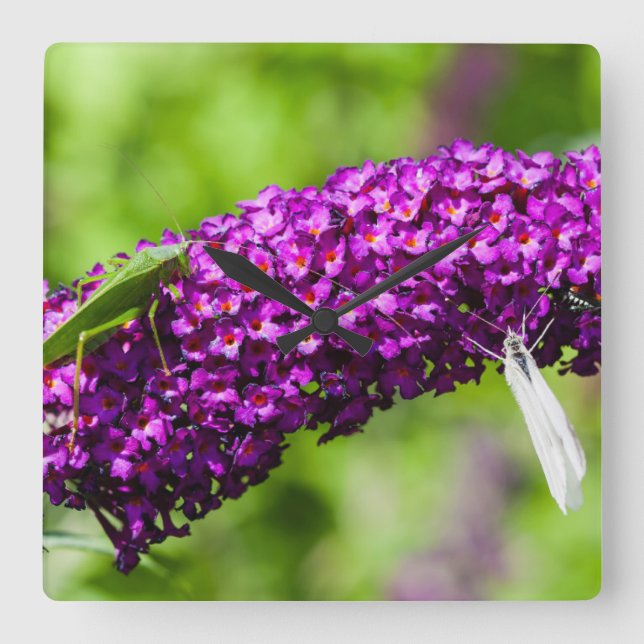 katydid energy square wall clock (Front)