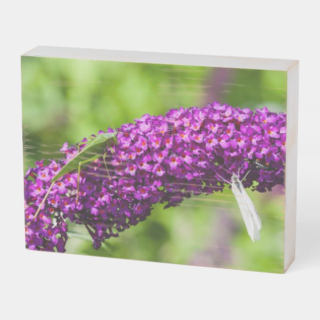 katydid energy wooden box sign (Angled Horizontal)