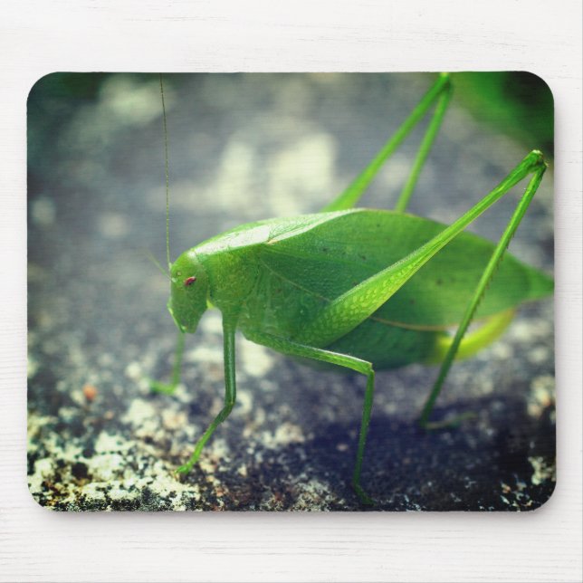 Katydid Grasshopper Nature  Mouse Pad (Front)
