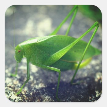 Katydid Grasshopper Nature Square Sticker by SmilinEyesTreasures at Zazzle