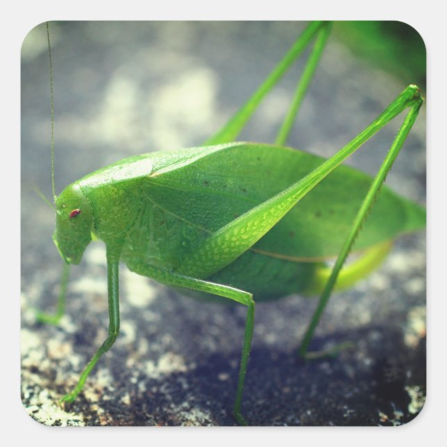 Katydid Grasshopper Nature Square Sticker (Front)