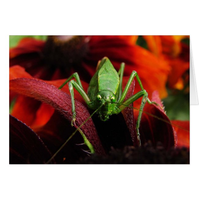 Katydid on Rudbeckia Blank Card