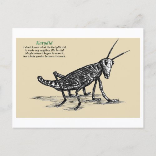 Katydid Postcard