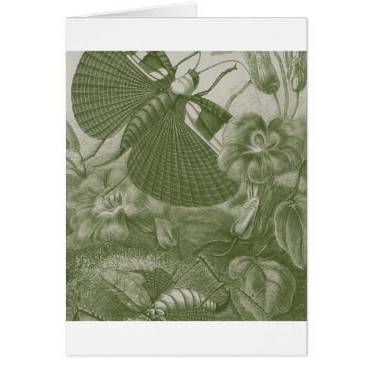 Katydids Cards (Front)