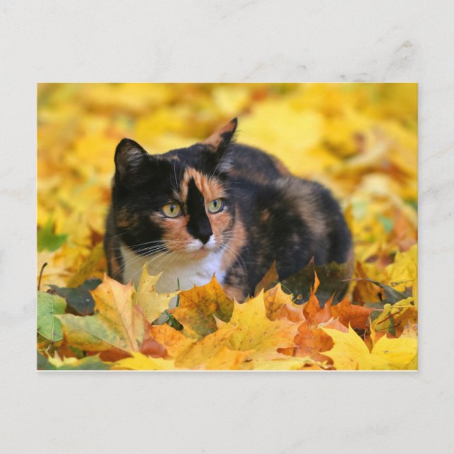 Katze Glückskatze tricolor schildpatt im Herbst Postcard (Front)