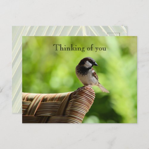 Kauai Hawaii Bird On Chair Thinking of you Postcard