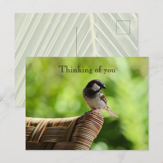 Kauai Hawaii Bird On Chair Thinking of you Postcard (Front/Back)