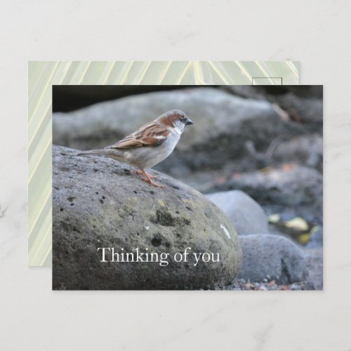 Kauai Hawaii Bird on Rocks Thinking of you Postcard