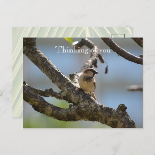 Kauai Hawaii Bird on Tree Branch Thinking of you Postcard