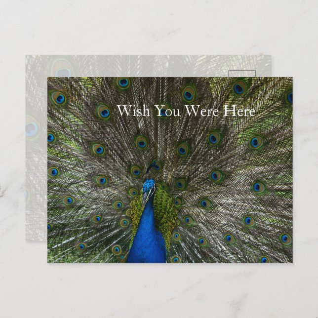 Kauai Hawaii Peacock Feathers Postcard (Front/Back)