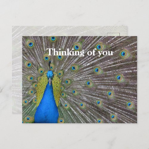 Kauai Hawaii Peacock Feathers Postcard