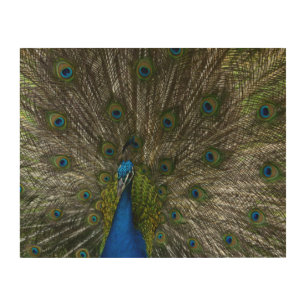 Kauai Hawaii Peacock Feathers Wood Wall Art