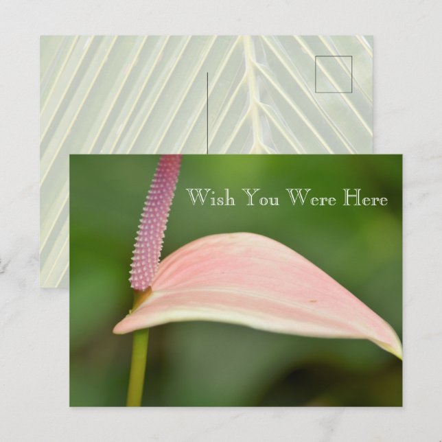 Kauai Hawaii Pink Anthurium Flower Postcard (Front/Back)