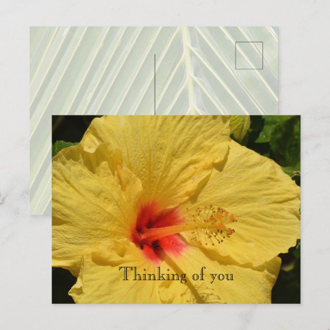 Kauai Hawaii Yellow Hibiscus Flower Postcard (Front/Back)