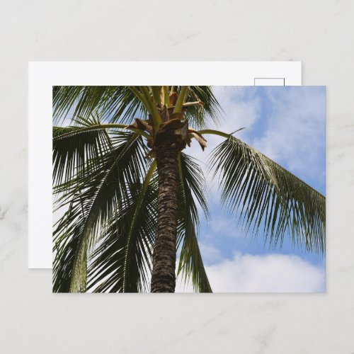 Kauai Palm Tree Postcard