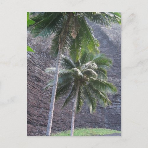 Kauai Palm Trees Postcard