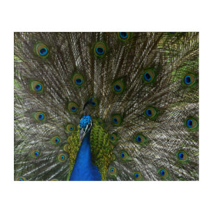 Kauai Peacock Acrylic Print
