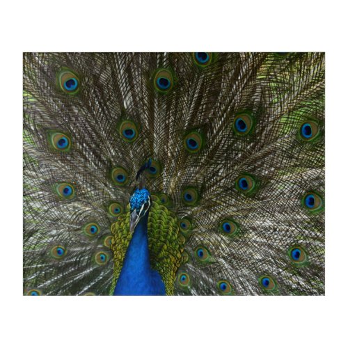 Kauai Peacock Acrylic Print