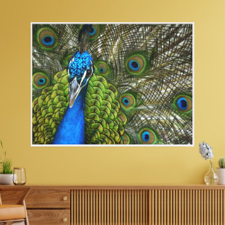 Kauai Peacock Close Up Canvas Print