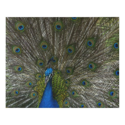 Kauai Peacock Faux Canvas Print