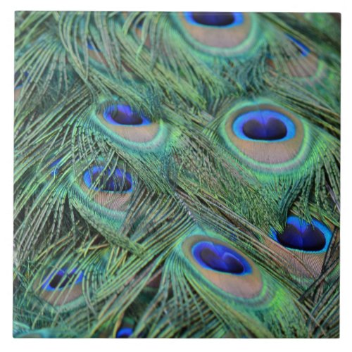 Kauai Peacock Feathers Ceramic Tile