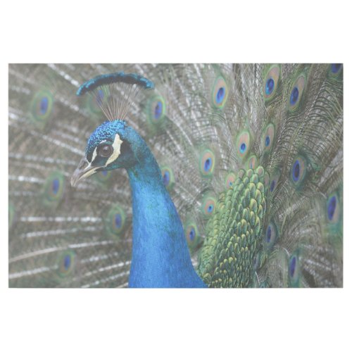 Kauai Peacock Feathers Gallery Wrap