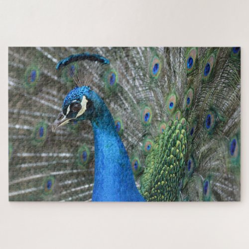 Kauai Peacock Feathers Jigsaw Puzzle