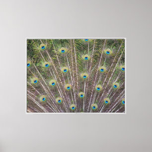 Kauai Peacock Feathers (photography by me) Canvas Print