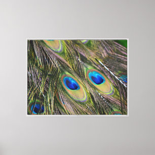 Kauai Peacock Feathers (photography by me) Canvas Print