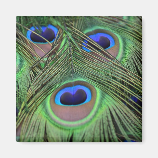 Kauai Peacock Feathers Photography Magnet (Front)