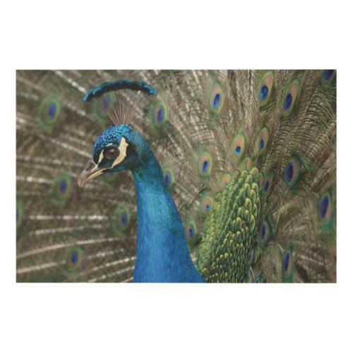 Kauai Peacock Feathers Wood Wall Art
